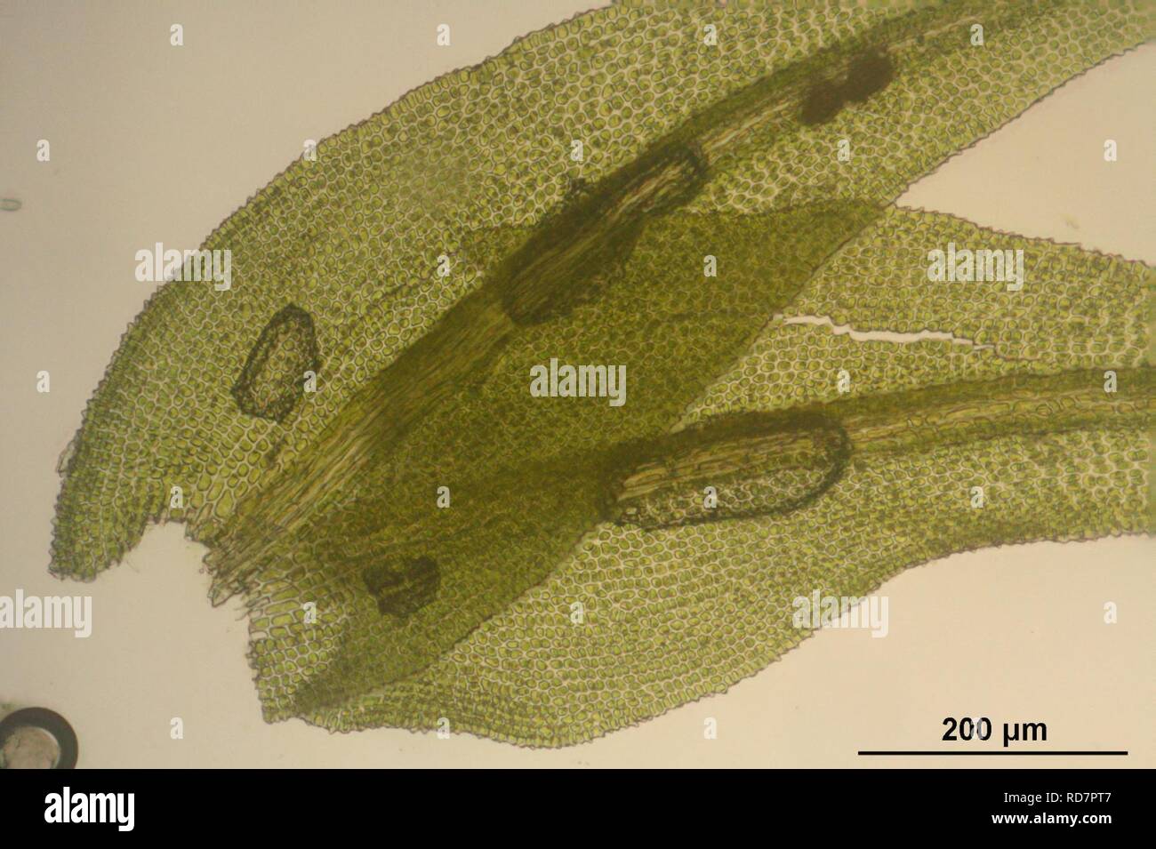 Anomodon longifolius (a, 143108-475444) 5753. Stock Photo