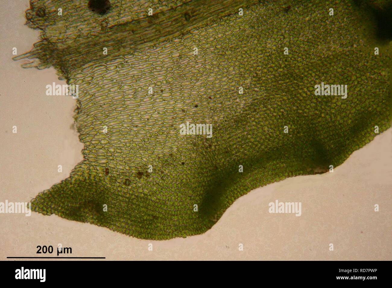 Anomodon viticulosus (f, 153348-482406) 0303. Stock Photo