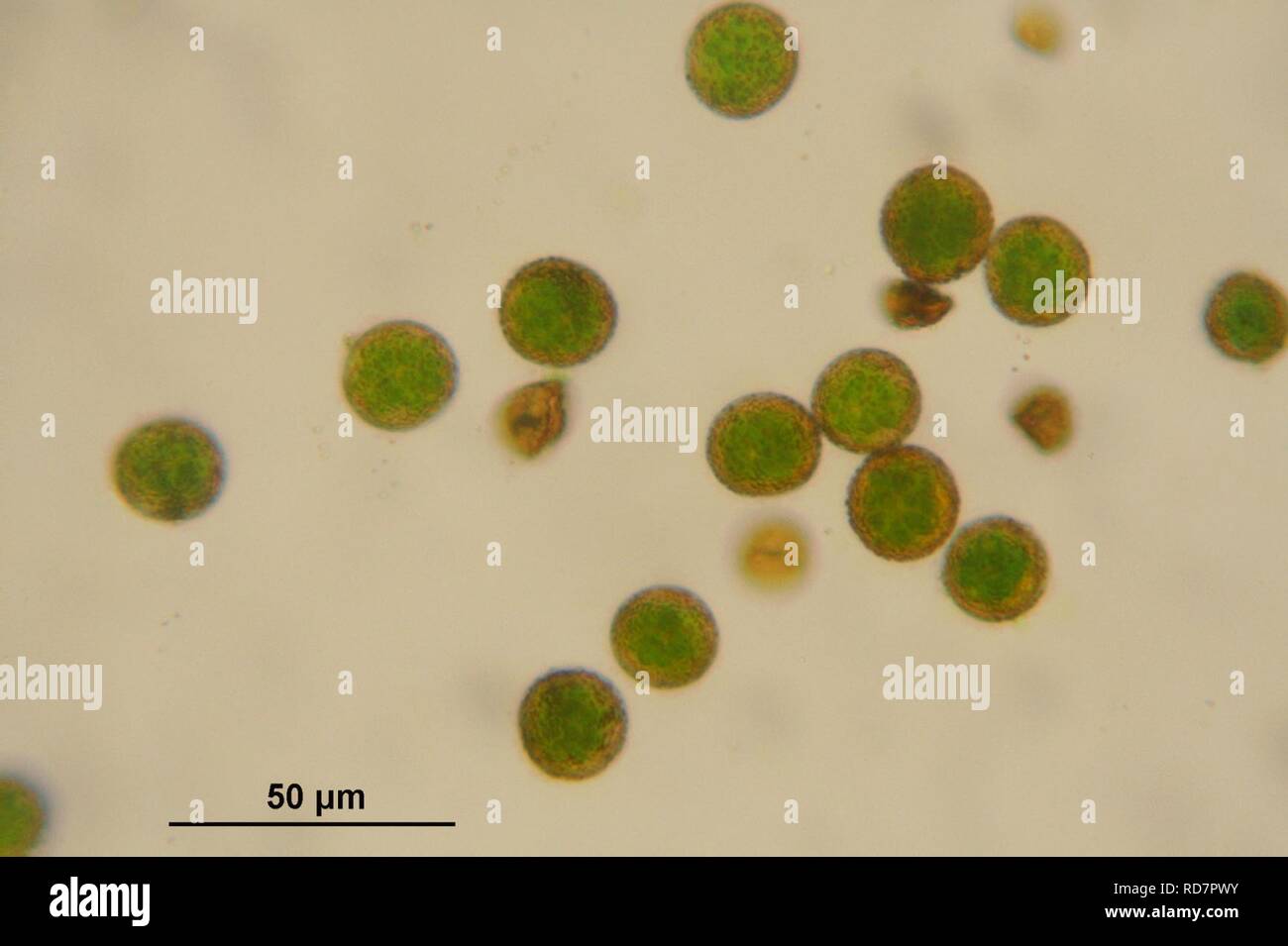Anomodon viticulosus (g, 144707-474823) 2649. Stock Photo