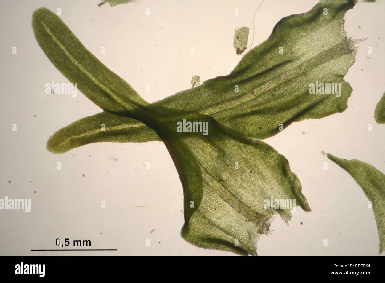 Anomodon viticulosus (h, 144733-474800) 9838. Stock Photo