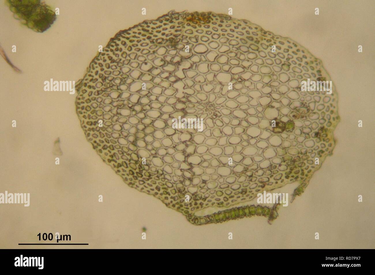 Anomodon viticulosus (h, 144733-474800) 9844. Stock Photo