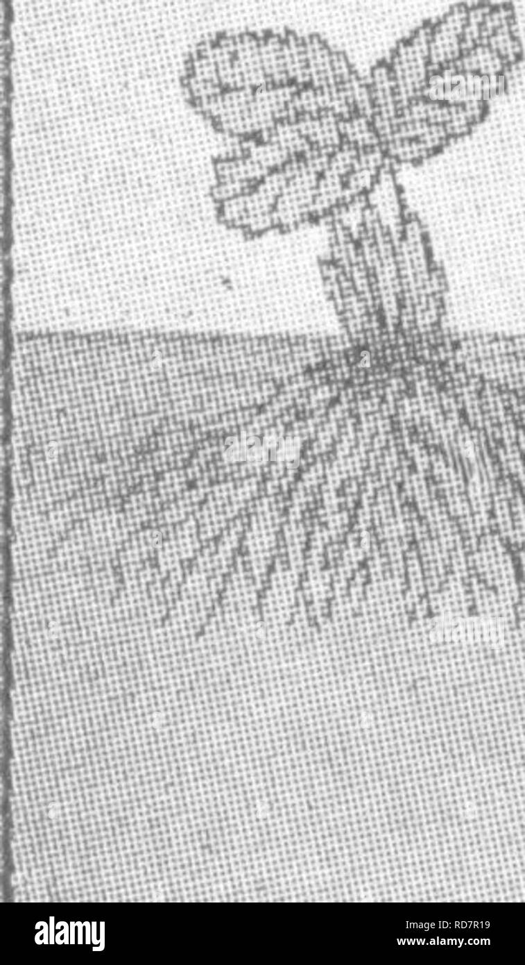 . The encyclopedia of practical horticulture; a reference system of commercial horticulture, covering the practical and scientific phases of horticulture, with special reference to fruits and vegetables;. Gardening; Fruit-culture; Vegetable gardening. STRAWBERRY—PLANTING 1919 like a fan, as shown in the illustration (Fig. 6). The soil should be pressed firmly against the roots of the plant. Fig. 6, Nos. 1, 2, 3, 4 show the proper and improper methods of setting. No. 1 represents the proper way of setting the. Please note that these images are extracted from scanned page images that may have be Stock Photo