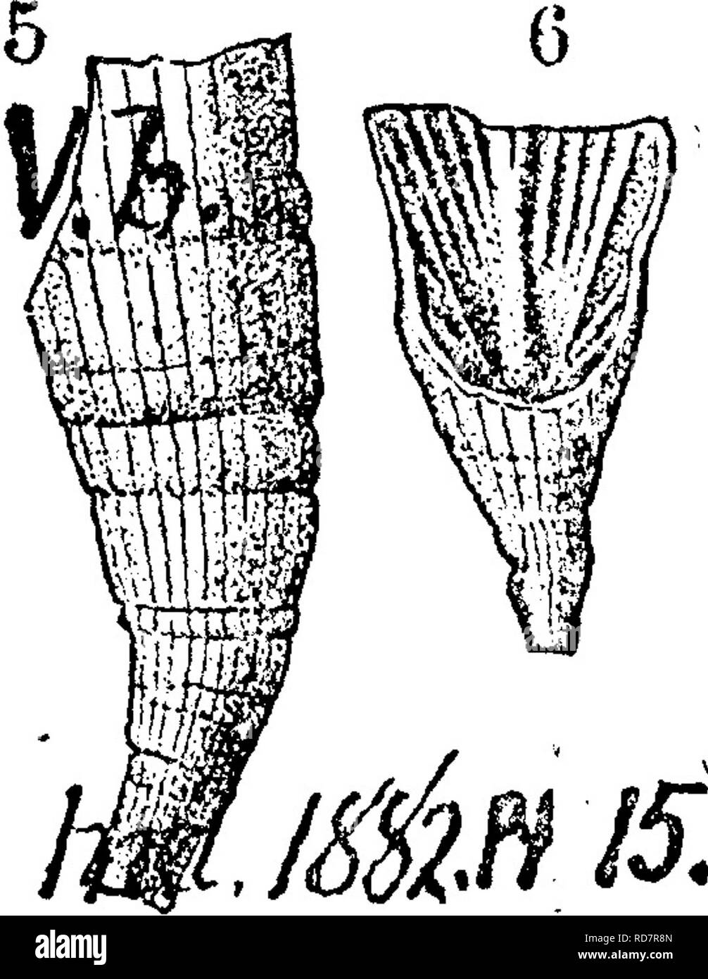 . A dictionary of the fossils of Pennsylvania and neighboring states named in the reports and catalogues of the survey ... Paleontology. Anisopliylliim trifarcatnm. (Hall, 35tli An. Rt. 1882 /t S ; Foss. Corals, Niagara and Upper Helderberg.) J'^'^miK Colletl's Indiana of 1882, page 273, plate 15, figs. 7, 8. Niagara formation, at Louisville, X^y.— Yi, This species may be distinguished irom A, unilargmn by its somewhat more slender form, its thinner plates and no side %8Z #/ls fossettes. Anisopliylliini unilargum (Hall, 35th An. Rt. N. Y. 1882,) Colletl's Indiana of 1882, page 272, plate 15,  Stock Photo
