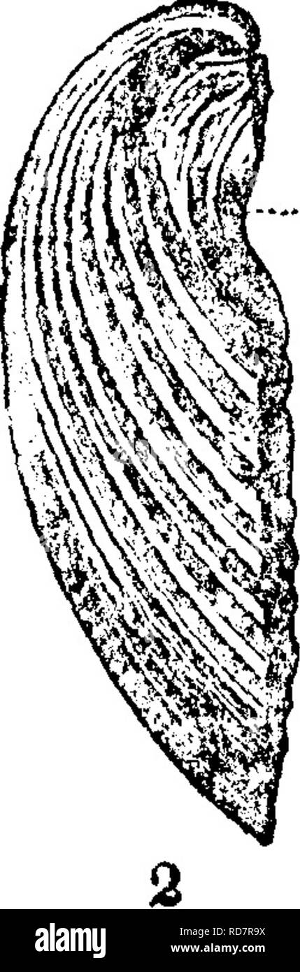 . A dictionary of the fossils of Pennsylvania and neighboring states named in the reports and catalogues of the survey ... Paleontology. * i j â¢' I f i Hall.d. AmbonycMa radiata. (Pterinea carinata^ Conr. Van. and Emmons,) Hall, Pal. N. Y., Vol. L 1847, p. 292, plate 80, fig. 4 b.â//, G&gt; Trenton ; ///, h. Loraine shale. Geol. Pa., 1858, page 821; no figure. One of the commonest Hudson Kiver fossils, from bottom to top, (but unknown in Utica slate or Trenton limestone) in New York, Ohio, Ind. and Ky. Hall. Also in Centre Co., Pa., â I Geol. Sur. Rt. T4, p. 427. In Bedford count}^ Pa. it asc Stock Photo