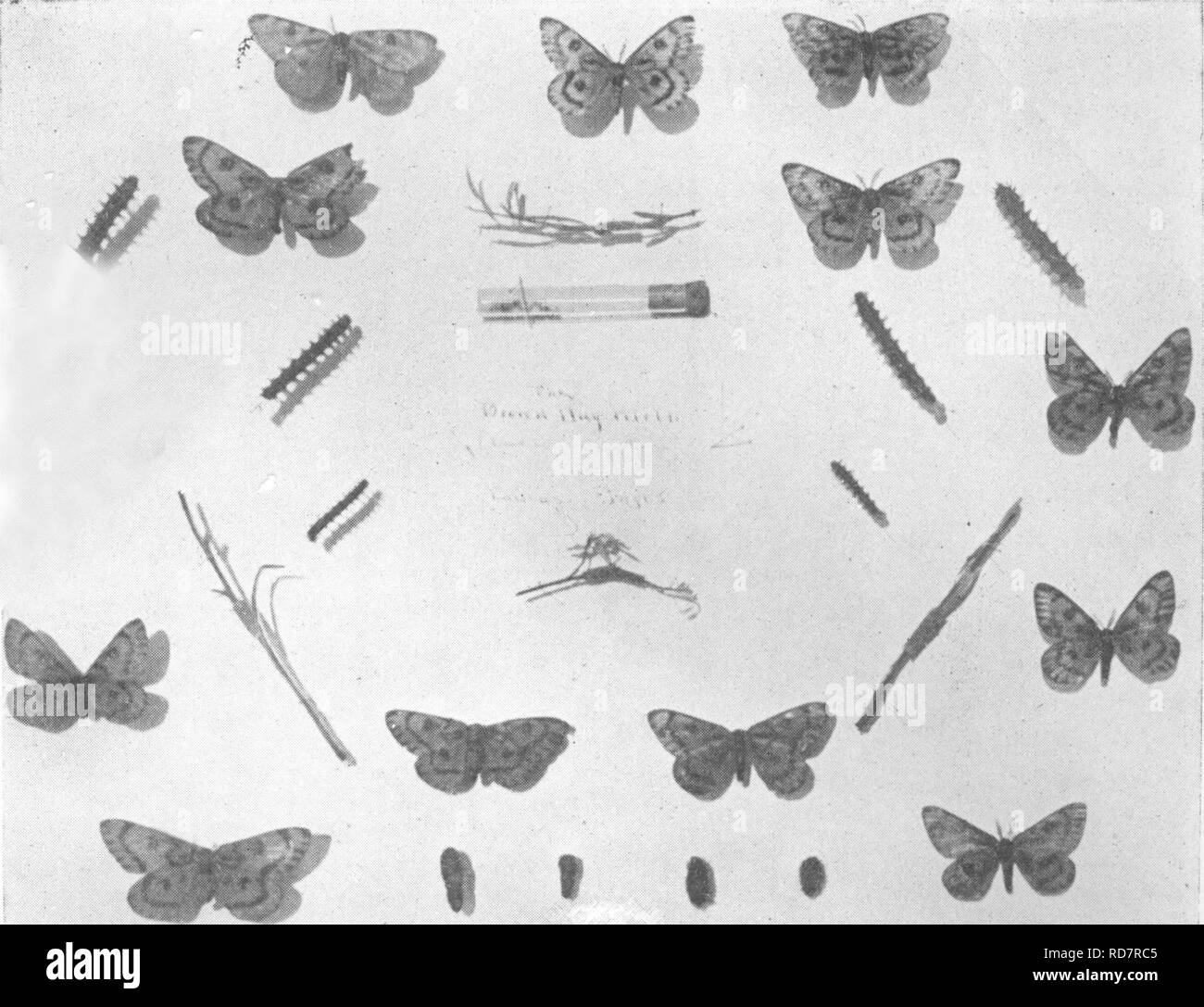 Spider E Black And White Stock Photos Images Alamy