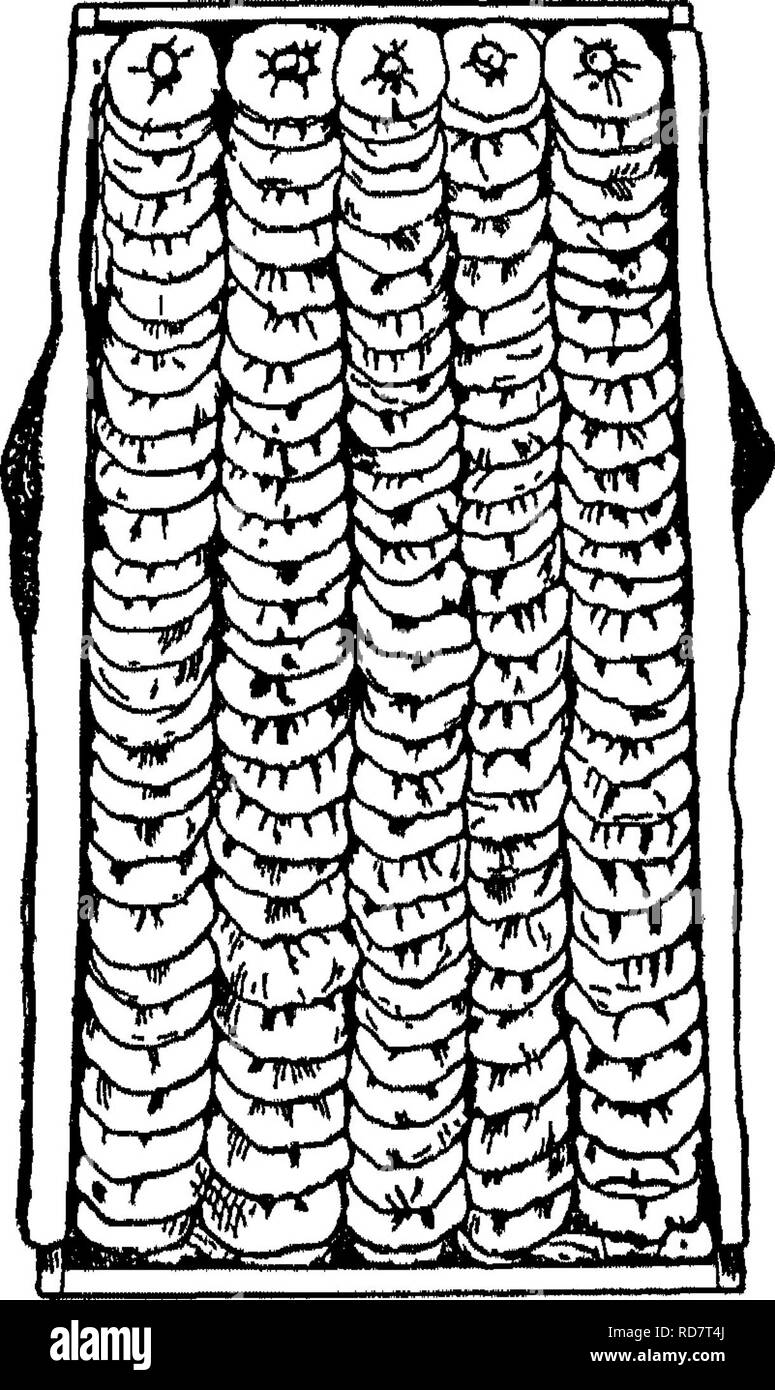 . The encyclopedia of practical horticulture; a reference system of commercial horticulture, covering the practical and scientific phases of horticulture, with special reference to fruits and vegetables;. Gardening; Fruit-culture; Vegetable gardening. 934 ENCYCLOPEDIA OF PRACTICAL HORTICULTURE pies they are placed on the side in rows lengthwise of the bottom (when packed, the top) of the box. The boxes are then filled the same as with slices. Quarters are handled in the same way. Figure 3 is a box of fancy evaporated apples with cover removed, showing the paper lace used for decorative effect. Stock Photo
