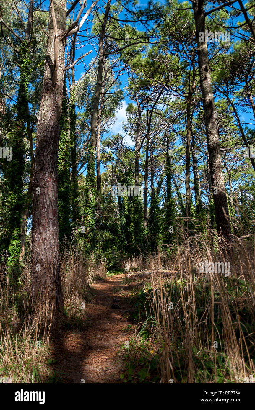 Path inside the forest of Villa Gesell Stock Photo Alamy