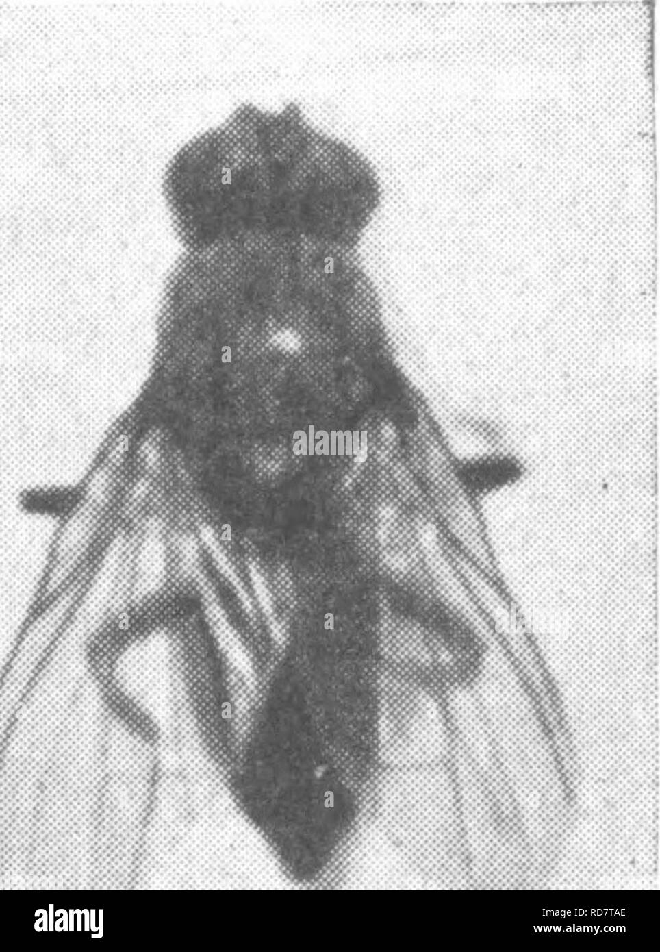 . The encyclopedia of practical horticulture; a reference system of commercial horticulture, covering the practical and scientific phases of horticulture, with special reference to fruits and vegetables;. Gardening; Fruit-culture; Vegetable gardening. Fig. 8. The Cabbage Maggot. Radish showing egg. winter also as adult flies, hibernating in sheltered nooks about the field and in outbuildings. As the warm days of spring advance, the flies emerge from their hibernating quarters and also from the pupal cases in the soil, and seek their host plants for the purpose of egg deposi- tion. The eggs are Stock Photo