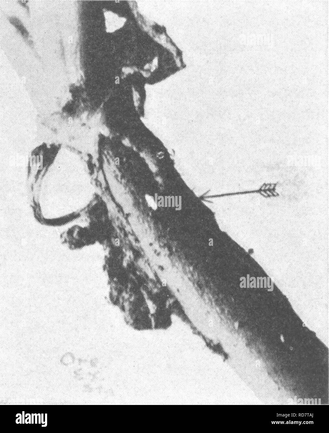 . The encyclopedia of practical horticulture; a reference system of commercial horticulture, covering the practical and scientific phases of horticulture, with special reference to fruits and vegetables;. Gardening; Fruit-culture; Vegetable gardening. CABBAGE PESTS 679. Fig. 8. The Cabbage Maggot. Radish showing egg. winter also as adult flies, hibernating in sheltered nooks about the field and in outbuildings. As the warm days of spring advance, the flies emerge from their hibernating quarters and also from the pupal cases in the soil, and seek their host plants for the purpose of egg deposi- Stock Photo