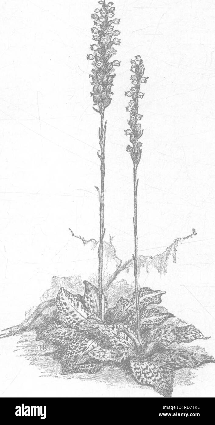 . The orchids of New England; a popular monograph. Orchids. Fig. 38.—Rattle-snake Plantains. Goodyera pubescens. Goodyera repens.. Please note that these images are extracted from scanned page images that may have been digitally enhanced for readability - coloration and appearance of these illustrations may not perfectly resemble the original work.. Baldwin, Henry, 1846-1911. New York, J. Wiley Stock Photo