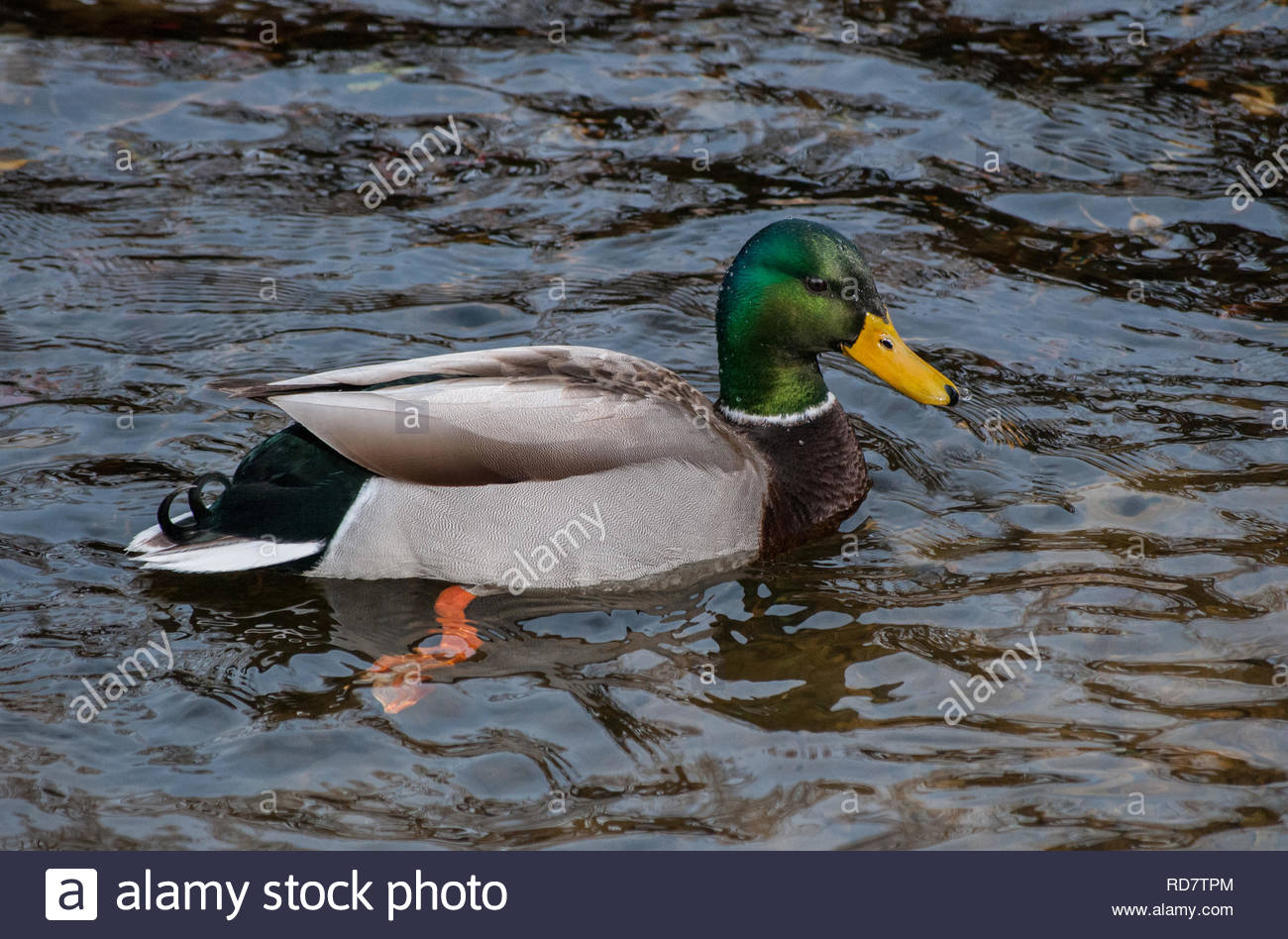 Duck Paddling Stock Photos & Duck Paddling Stock Images Alamy