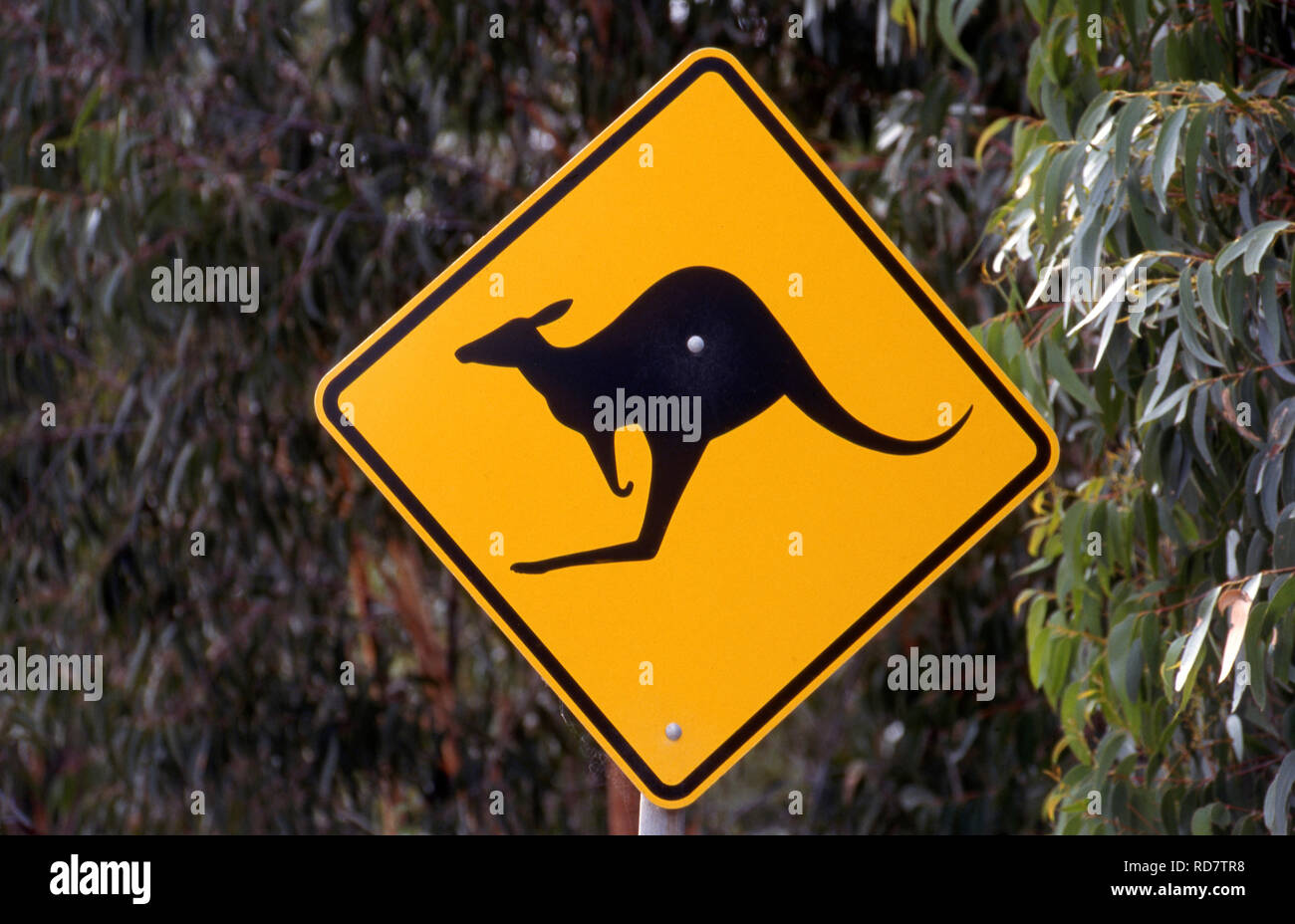 ROAD SIGN, NEW SOUTH WALES, WARNING DRIVERS THAT KANGAROOS CROSS THIS