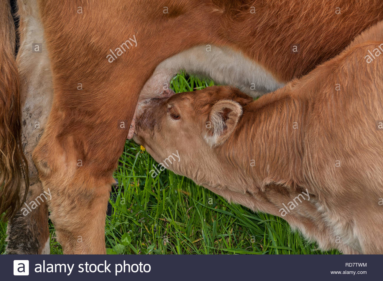 Baby Cow Feeding Stock Photos & Baby Cow Feeding Stock Images - Alamy