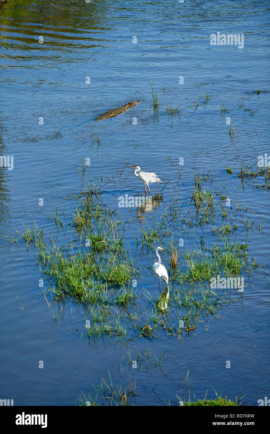 Stork and Crocodiles in Crocodile River Stock Photo