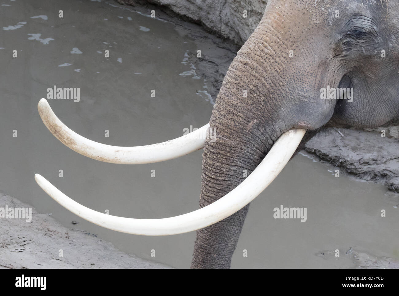 Elephant tusk hires stock photography and images Alamy