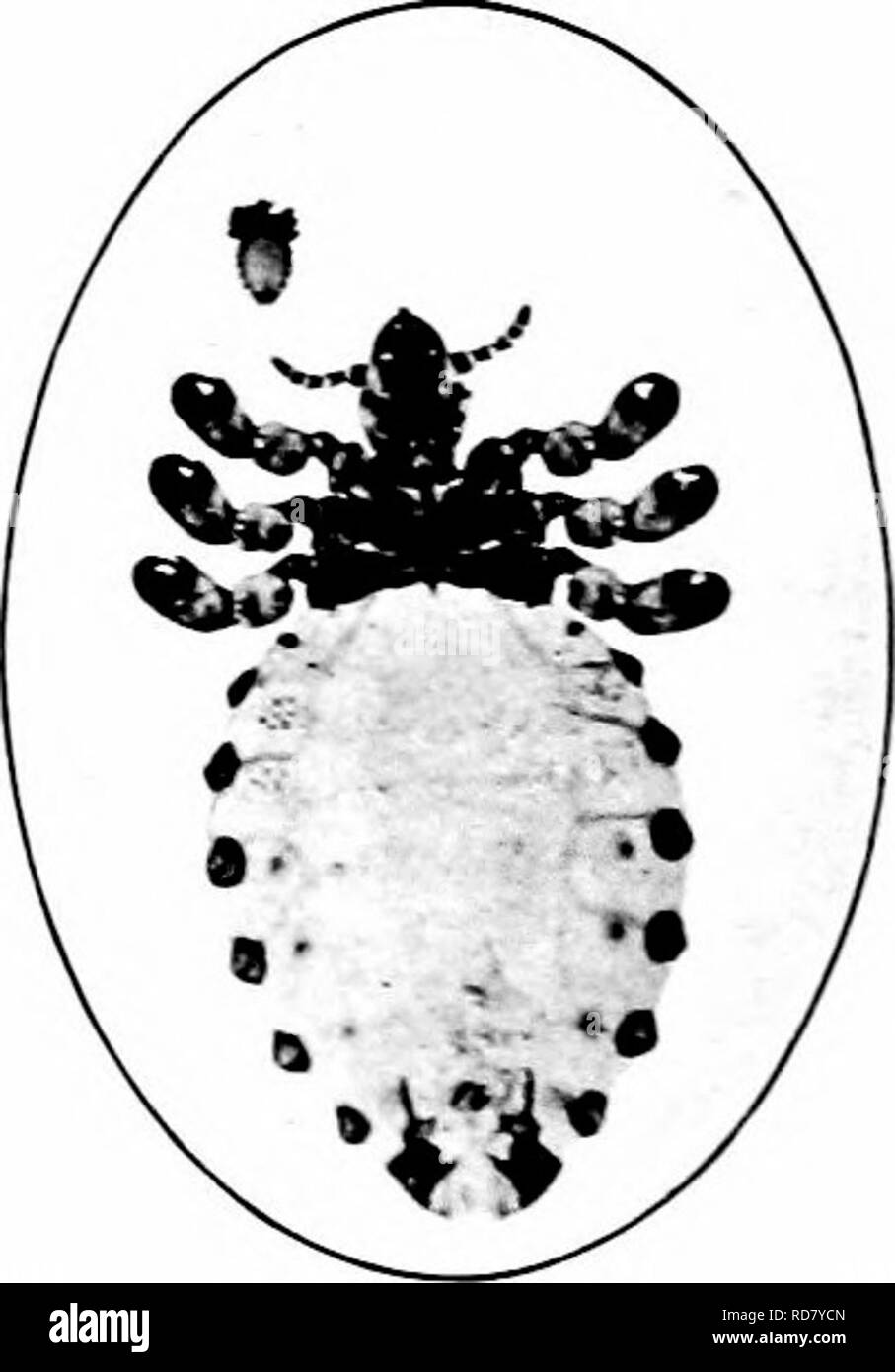 . Injurious insects : how to recognize and control them . Insect pests; Insect pests. Fig. 599. — The Screw-worm Fly. En- larged and natural size. Original. of carbohc acid, 1 part, water, 30 parts, is excellent, followed by a dressing of pine tar. Sucking Lice on Domestic Animals The larger animals, including cattle, horses, swine, and others, are often infested with sucking hce, which frequently cause great irritation. Several species are common. The Short-nosed Ox Louse {Hwmato- pinus eury.sternus Xitzsch) is slaty in color, one eighth to one fifth of an inch long and about half as broad. U Stock Photo
