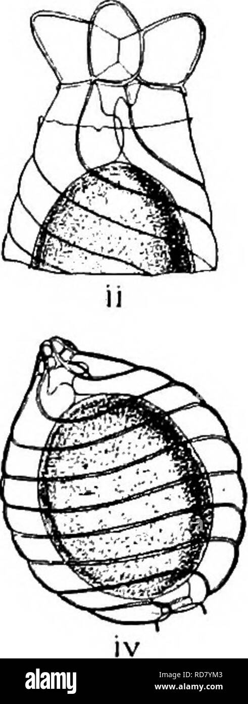 . The British Charophyta. Characeae. Fio. 23.—Process of fertilisation, i, ii, iii. Upper part of oogonium of Chara vulgaris. iv. Oogonium of Nitella tenuissima. i. Half- matured unfertilised oogonium showing upper and lower cavities formed by development of coronula and enveloping cells, ii. Fully matured unfertilised oogonium showing tumid growth at the head of enveloping cells, and transverse fracture of membrane caused by their extended growth, iii. Antherozoids penetrating interstices formed by contracted terminations of spiral cells, and reaching oospore through upper and lower cavities  Stock Photo