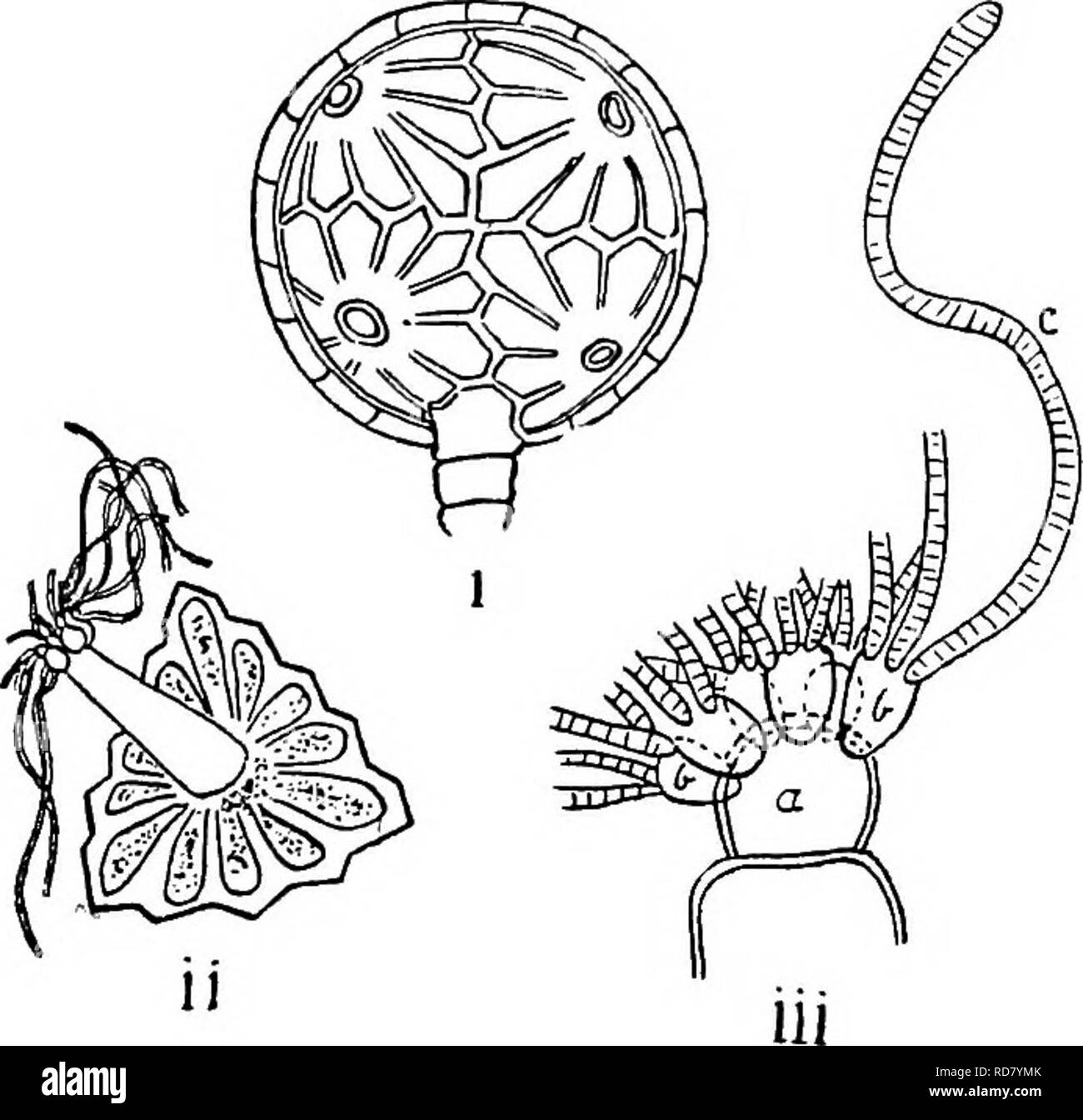 . The British Charophyta. Characeae. 48 BRITISH CHAEOPHTTA. The chlorophyll-granules become yellowish-orange to red as the antheridium matures. The foot-stalk (Fig. 18 6), styled the flask-cell, is more or less flask-shaped, the narrower end projecting far into the interior of the antheridium. In the Nitellese, between the flask-cell and the node-cell, an extra cell (Fig. 18 c) is present.. Fio. 19.—Mature antheridium (after Prosper), i. Chara hispida. ii, iii. Chara tomentosa. i. General exterior view. ii. Interior view of single plate or shield with manubrium attached, iii. Apex of manubrium Stock Photo