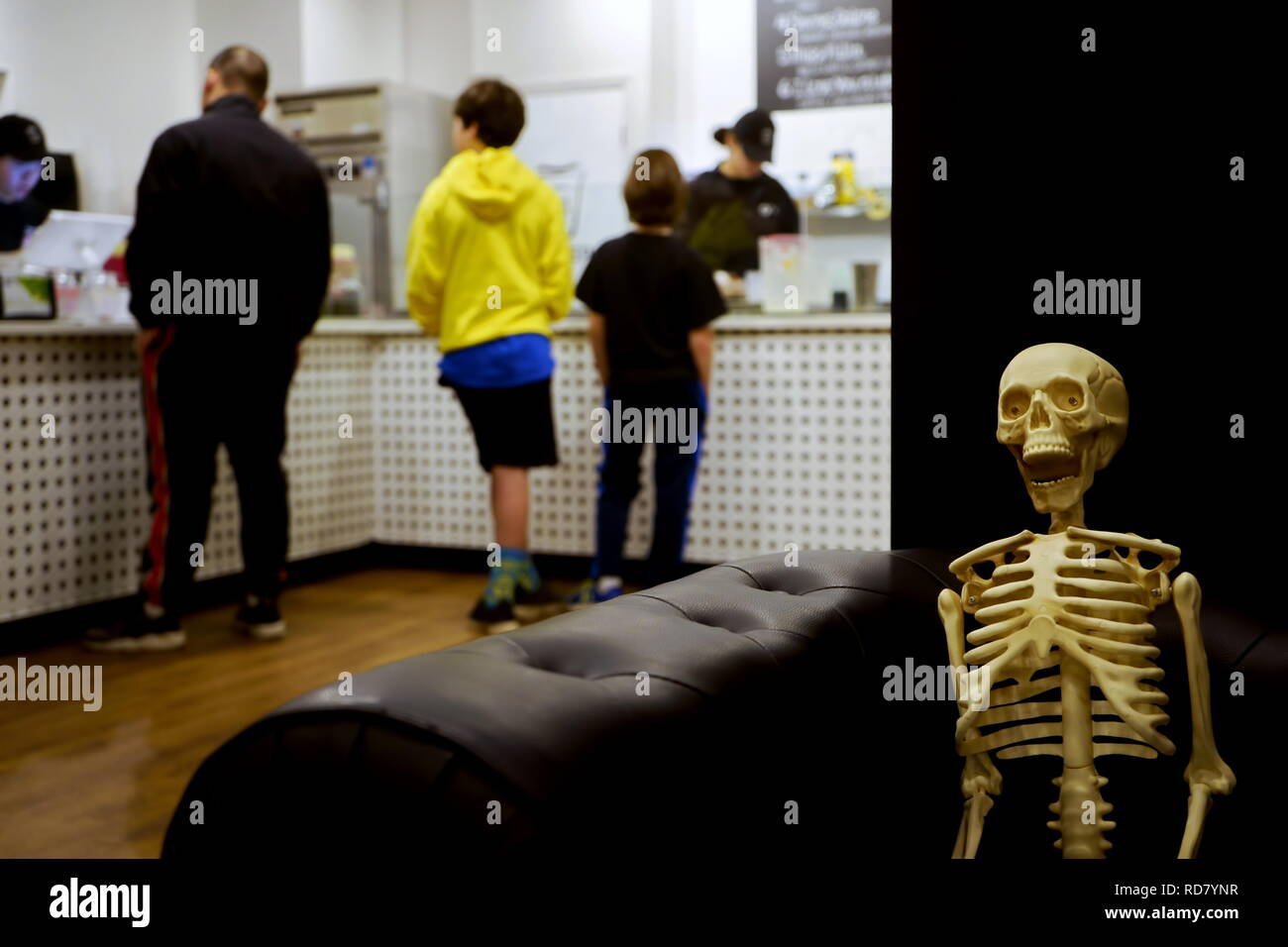 Storrs, CT USA. Nov 2018. Halloween skeleton ornament sitting on couch at an ice cream parlor, or just humorously slow  service. Stock Photo