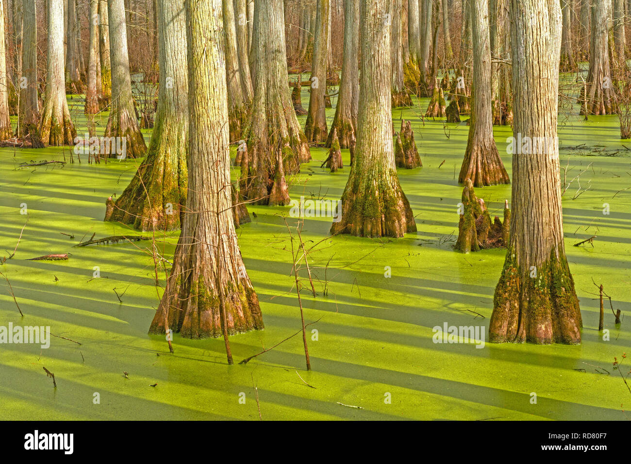 Trunk Details in a Cypress Swamp in Heron Pond in the Cache River Natural Area in Illinois Stock Photo