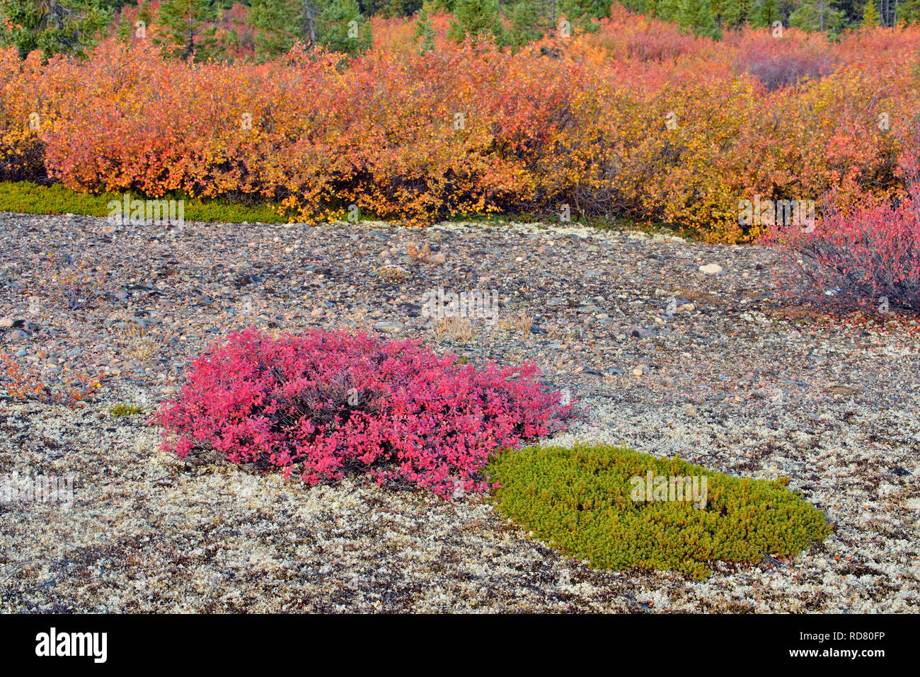 Taiga landscape in early autumn, Arctic Haven Lodge, Nunavut, Nunavut, Canada Stock Photo