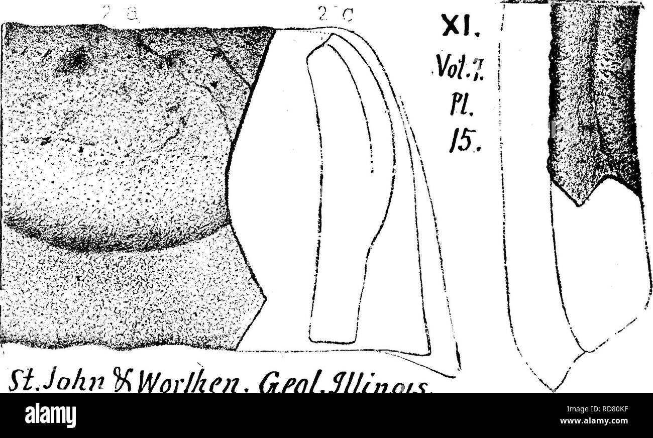 . A dictionary of the fossils of Pennsylvania and neighboring states named in the reports and catalogues of the survey ... Paleontology. 111., Vol. 7, 1883, page 209, plate 14, figs. 5 «, J, &lt;?, upper right tooth, fragments showing rough crown surface; 5, back edge; (?, articular or inner margin. (Omit figs. 6 a, 5, c). Cedar Or., 111. Main fish-bed in Upper Burlington limestone. XI. Psammodus grandis, St. John and Worthen, Geo. Sur.. 111., Vol. 7,1883, page 211, plate 15, figs. {1 a to d omitted); 2 a, lower tooth of a large fish, showing upper grinding sur- face, worn with use; 5, back ed Stock Photo