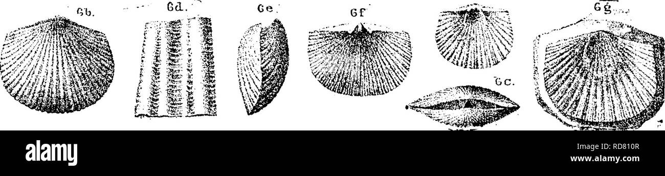 . A dictionary of the fossils of Pennsylvania and neighboring states named in the reports and catalogues of the survey ... Paleontology. 7, 8,9,12,12. Lower Helderlerg.—In Pennsylvania collections (00, p. 234) specimens 604-7 (three) in F. &amp; G.'s coll. at Man- sing's quarry, near Hazardville. Carbon Co., Pa., from Low» Helderberg, F/.—Also (000, p. 166), spec. 187-4 (three) from Perry Co., three miles east of Ikesburg ; and spec. 216-3 (five) from other outcrops of the Lower Helderherg chert heds^ VI. Orthis flssicosta, Hall. Pal. N. Y. Vol. 1, 1847. Em-. mons, Amer. Geol. Vol. 1, part 2,  Stock Photo