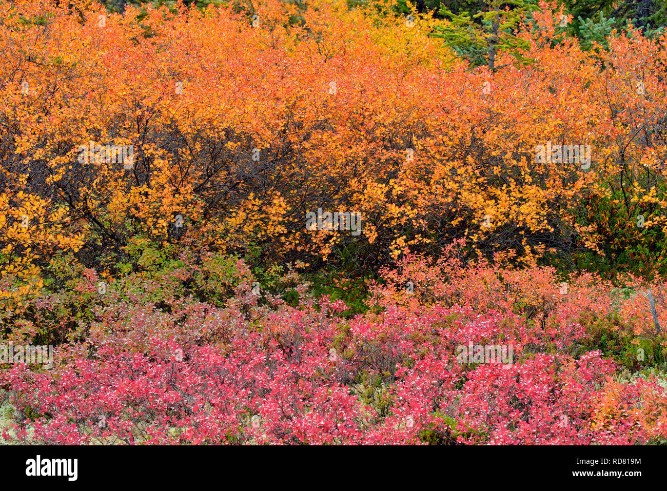 Boreal woodland (Barrenlands) with black spruce, dwarf birch and arctic blueberry in autumn, Arctic Haven Lodge, Ennadai Lake, Nunavut, Canada Stock Photo