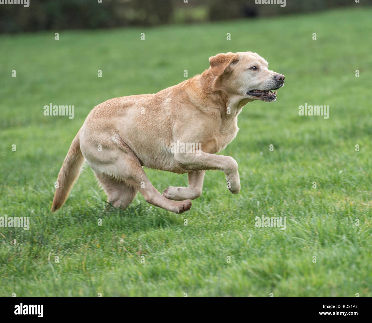 labrador  dog running Stock Photo
