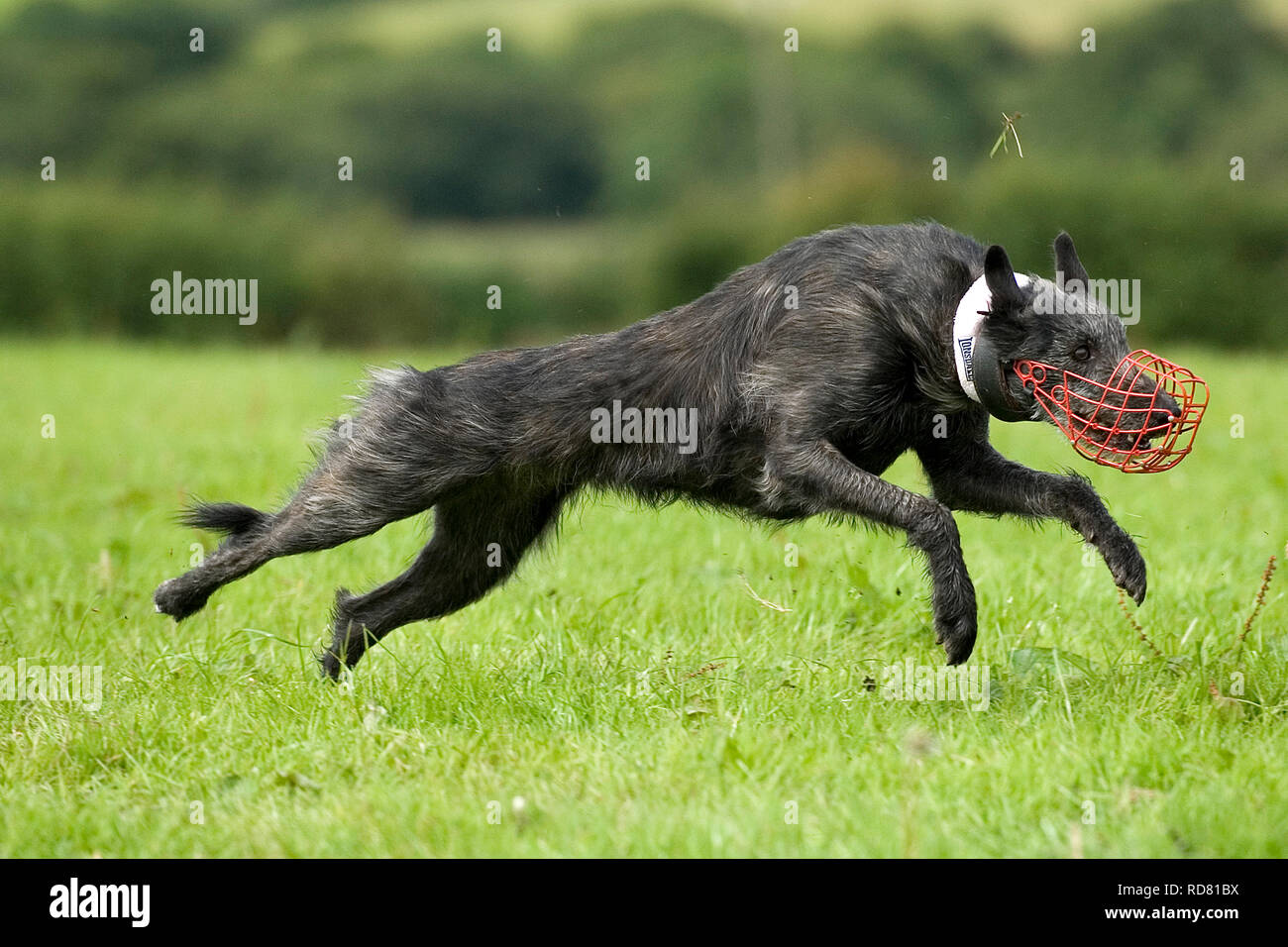 greyhounds , lure coursing Stock Photo