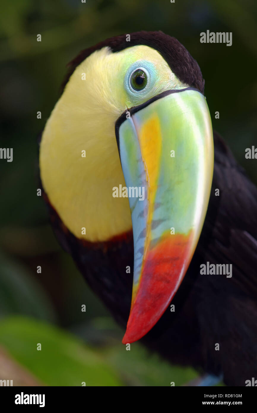 Keel-Billed Toucan - Ramphastos sulfuratus Stock Photo