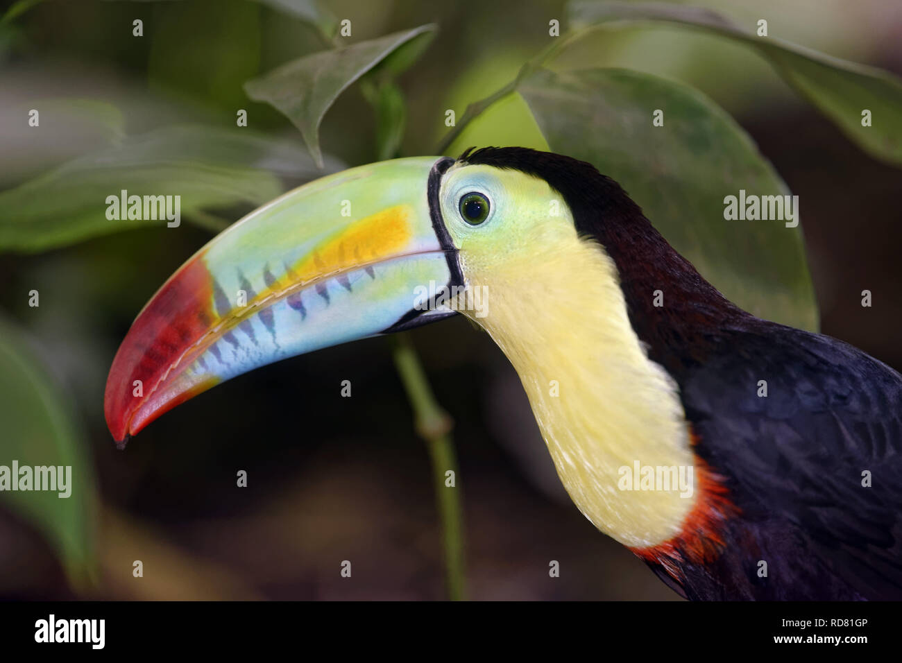 Keel-Billed Toucan - Ramphastos sulfuratus Stock Photo