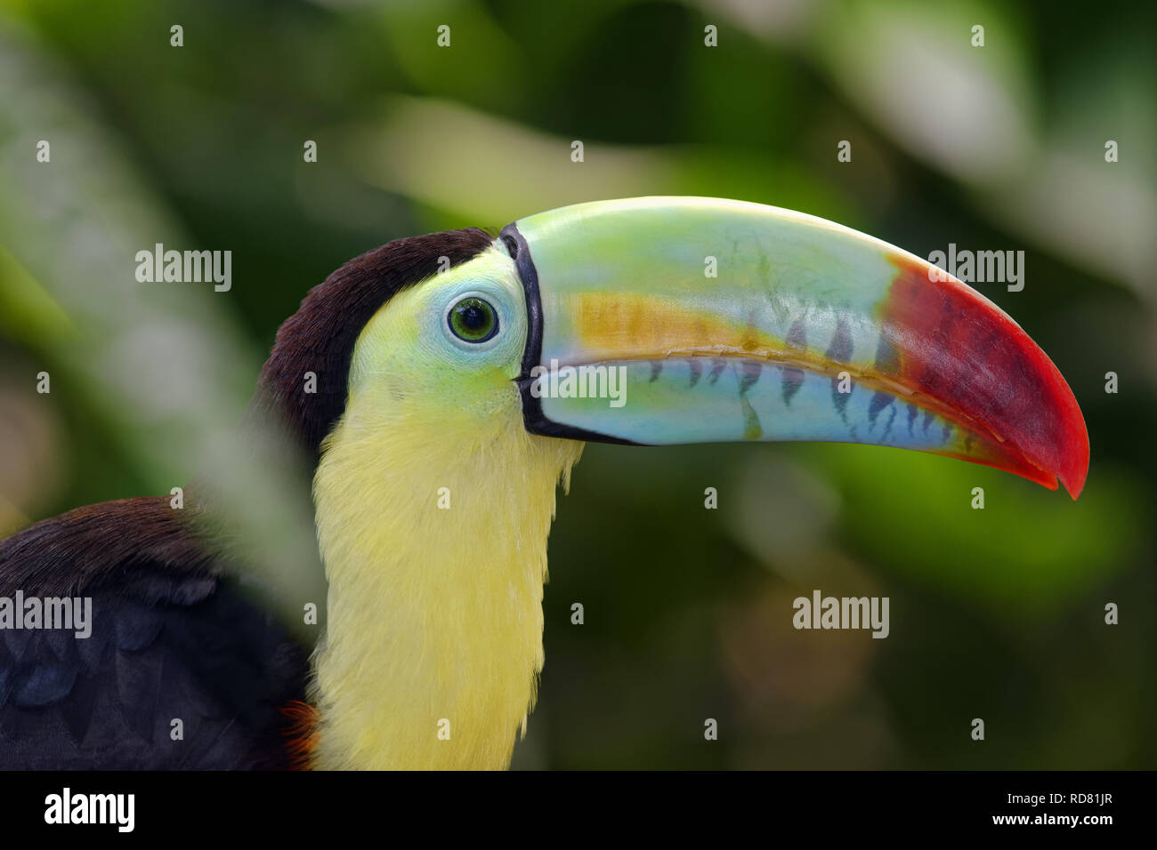 Keel-Billed Toucan - Ramphastos sulfuratus Stock Photo