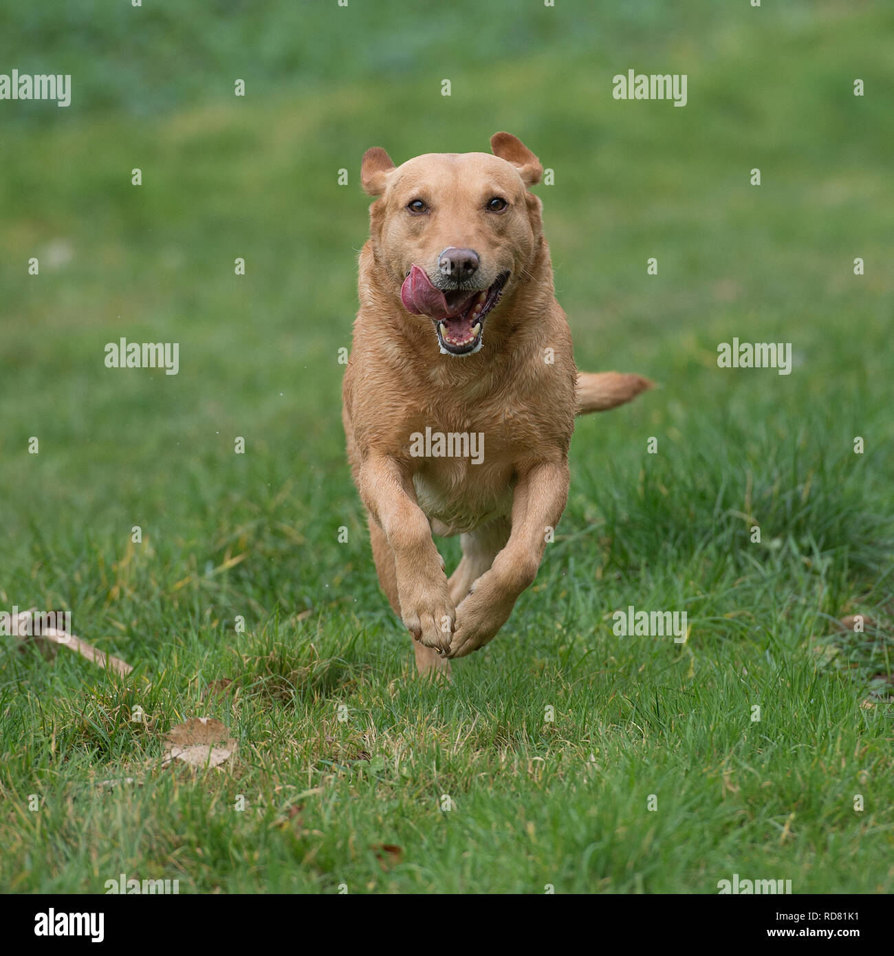 labrador dog running towards camera Stock Photo