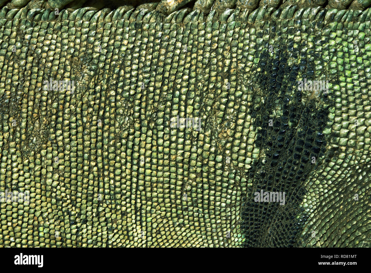 forkorte kjole Matematisk Iguana skin iguana iguana hi-res stock photography and images - Alamy