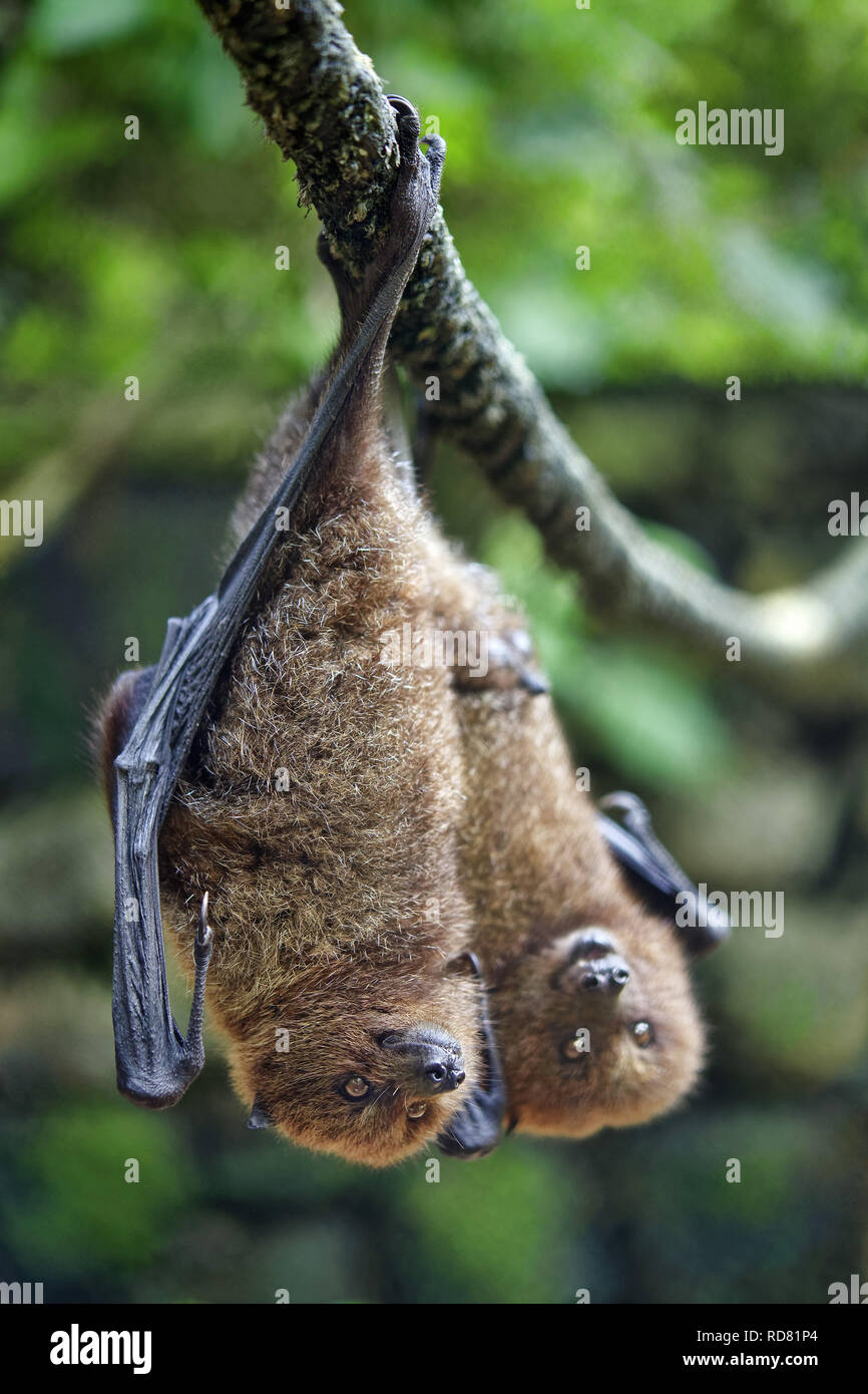 Rodrigues flying fox / Rodrigues fruit bat - Pteropus rodricensis Stock Photo