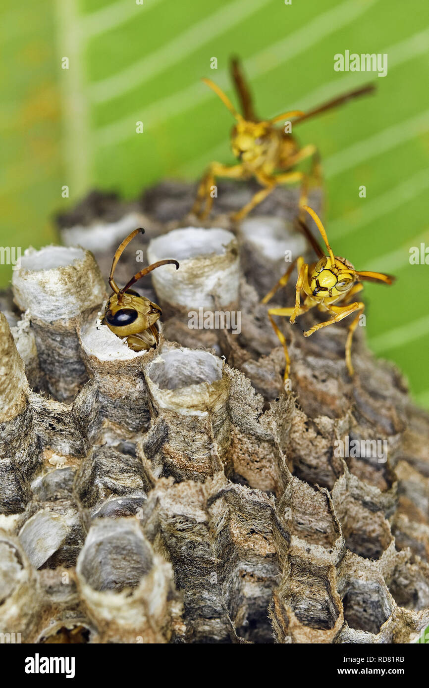 Indian paper wasp - Polistes hebraeus Stock Photo