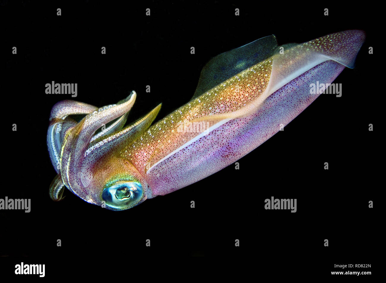 Bigfin reef squid (night shot) Sepioteuthis lessoniana Stock Photo