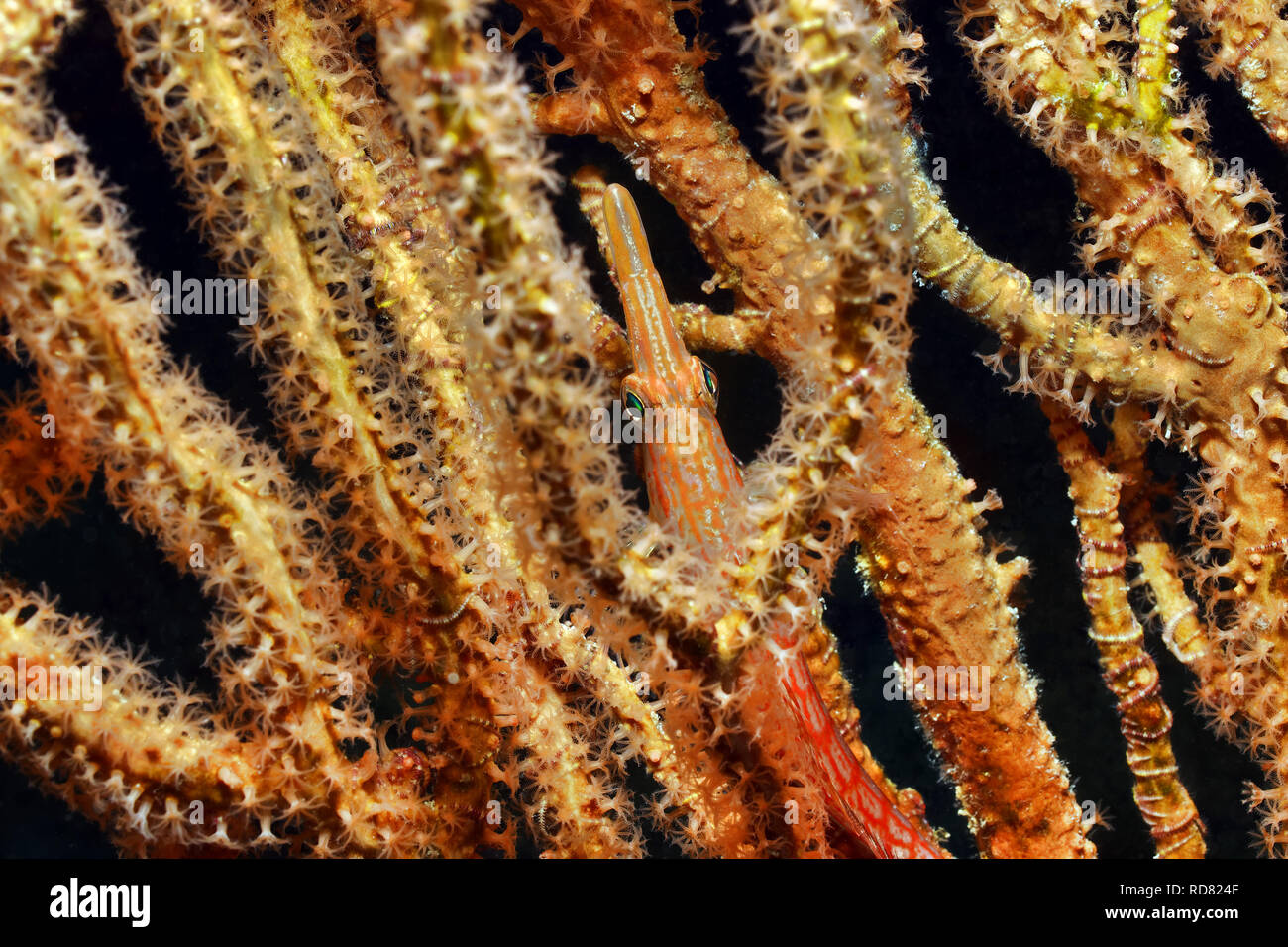 Longnose hawkfish - Oxycirrhites typus Stock Photo