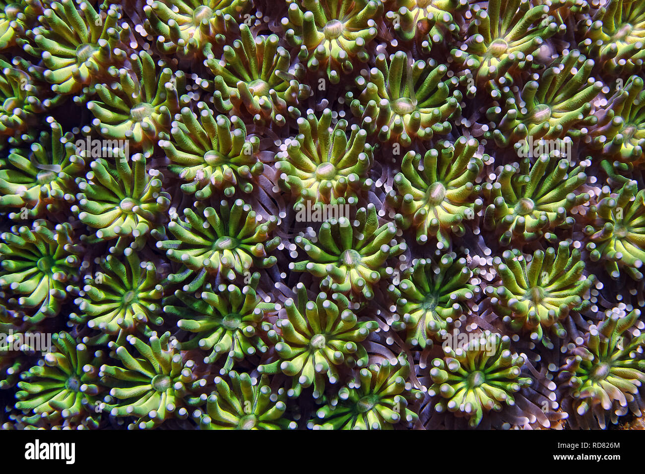 Galaxy coral polyps - Galaxea fascicularis Stock Photo