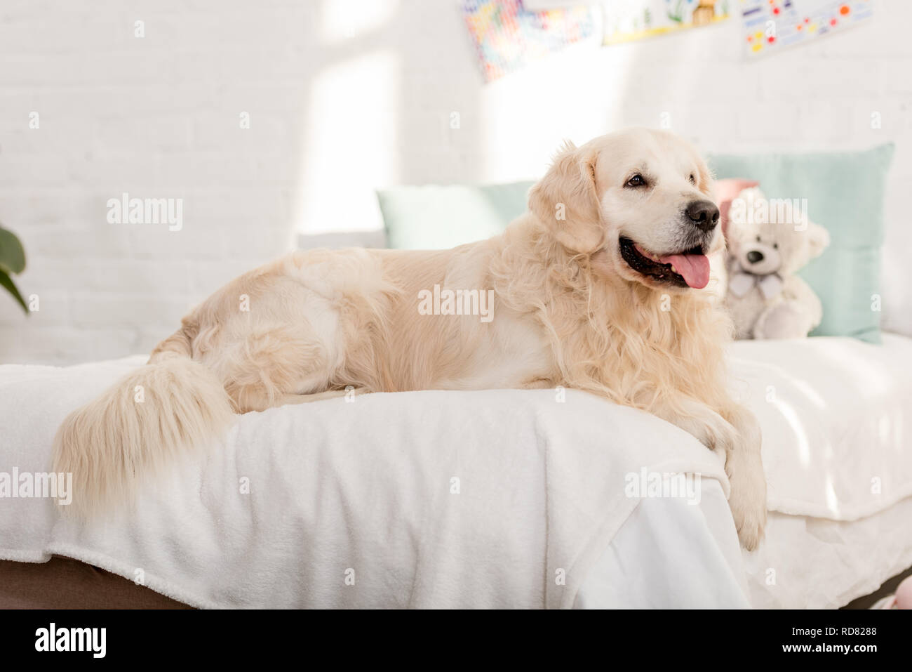 golden retriever dog lying on bed in children room Stock Photo - Alamy