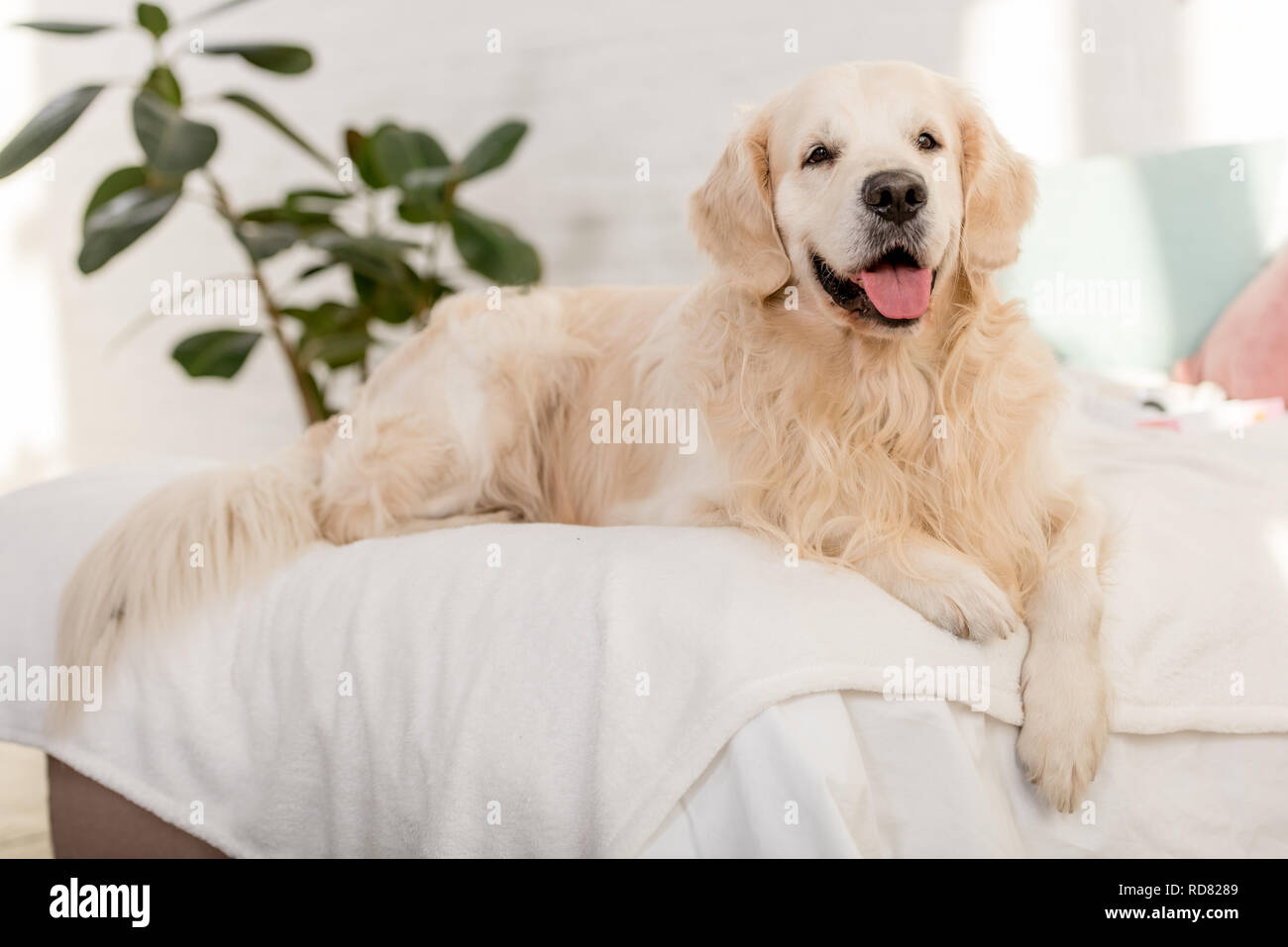 cute golden retriever dog lying on bed in bedroom Stock Photo - Alamy