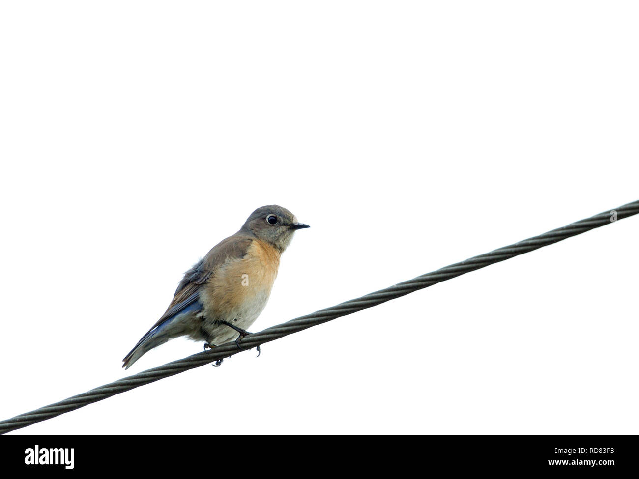 Western Bluebird Female Stock Photo - Alamy