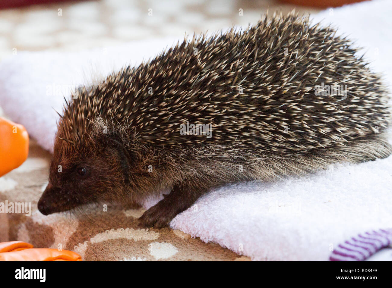 Hedgehog ( Erinaceus europaeus ) , in wildlife hos[pital that cares for ,rehabilitates and releases animals back into the wild . Stock Photo