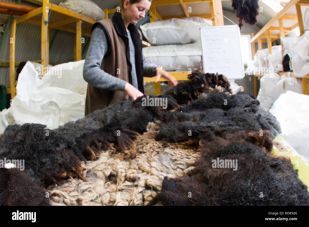 Sorting and grading wool for process of spinning for commercial use in ...