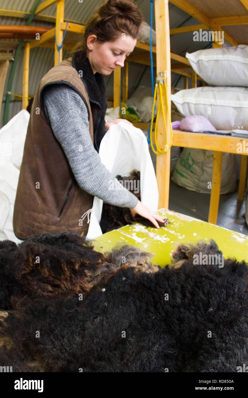 Sorting and grading wool for process of spinning for commercial use in ...