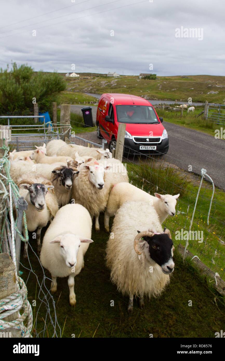 Hand Clipping And Machine Sheering Cross Breed Sheep For Textile Industry Including For Harris Tweed On Remote Part Of The Uists Crofting Post Mn Delivering Mail While Sheep Are Gathered