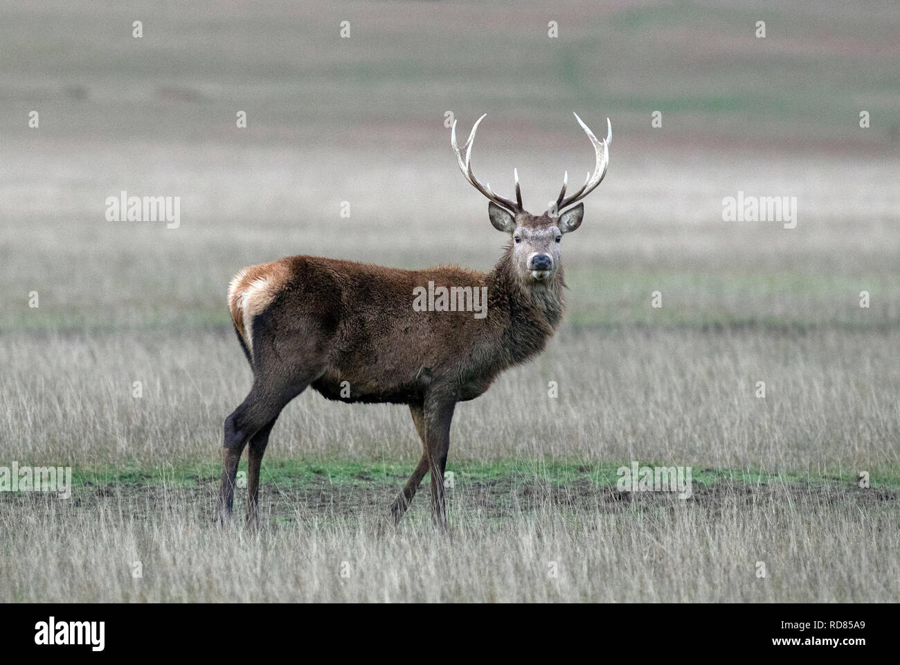 A deer in Windsor Great Park, Berkshire, as temperatures are set to drop down to below freezing. Stock Photo