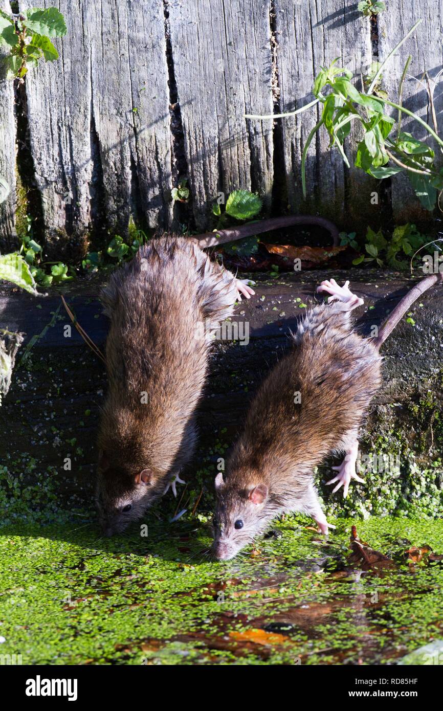 Dutch Water Rats Rats ,(Rattus norvegicus),pair about to enter the water Stock Photo - Alamy