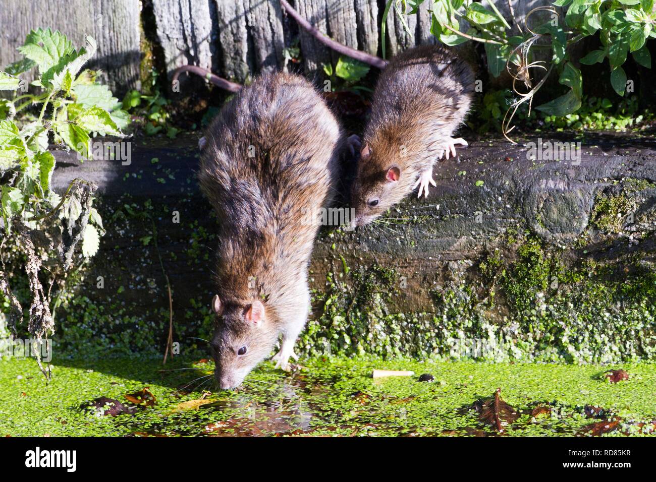 Rattus norvegicus pair hi-res stock photography and images - Alamy